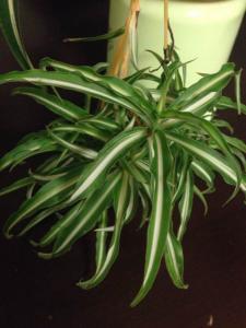 吊兰 吊兰-植物简介，吊兰-形状习性