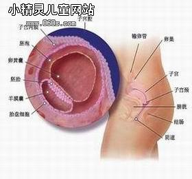 怀孕一个 月宝宝多大 怀孕一个月胎儿多大