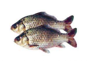 肉食性淡水鱼 淡水鱼类的食性特点以及吃食特征
