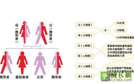 地中海贫血遗传规律 地中海贫血遗传