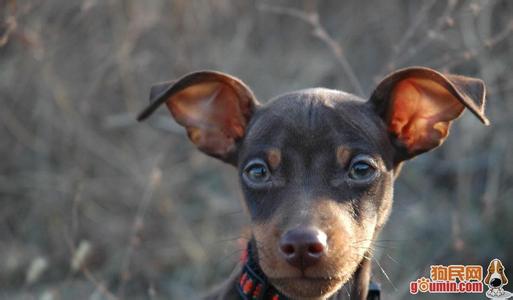 迷你杜宾犬能看家吗 迷你杜宾犬能吃糖吗