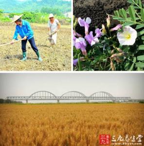 芒种养生 芒种养生小知识