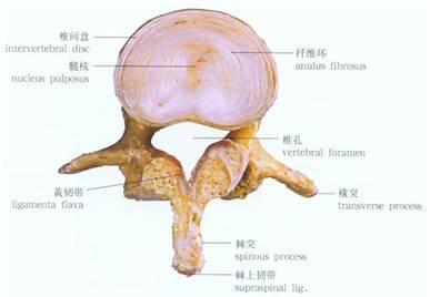 椎间盘膨隆是什么 椎间盘是怎样形成的