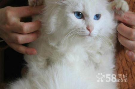 养波斯猫注意事项 波斯猫怎么养