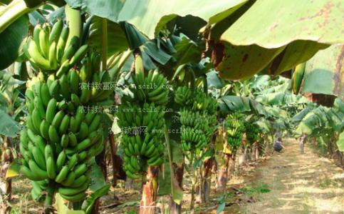 农广天地香蕉种植技术 香蕉种植栽培技巧