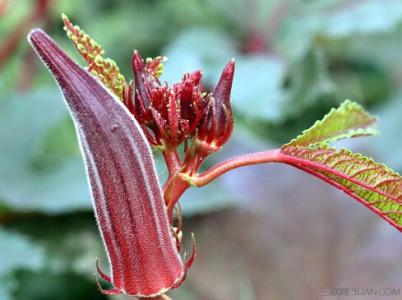 红秋葵花的功效和作用 红秋葵的功效与作用及食用方法