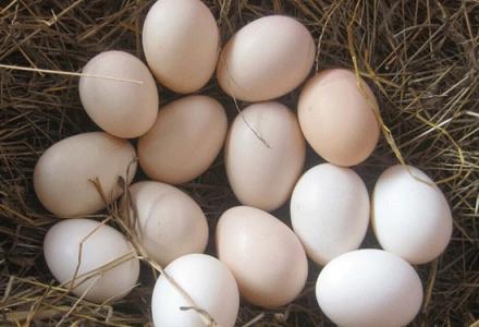 如何选购皮蛋 如何挑选新鲜的鸡蛋