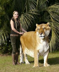 历史上最大的猫科动物 世界上最大的猫科动物