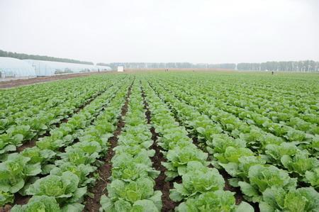 棉花高产优质栽培技术 白菜优质又高产栽培技术