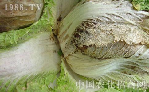 大白菜病虫害防治 如何防治大白菜的腐烂