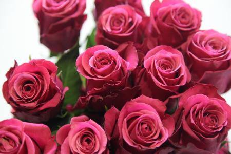 厄瓜多尔玫瑰花语 厄瓜多尔玫瑰花语是什么