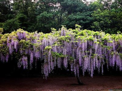 紫藤花的养殖方法 关于紫藤花的养殖方法