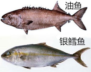 什么鱼适合做鱼丸 如何分辨油鱼和鳕鱼