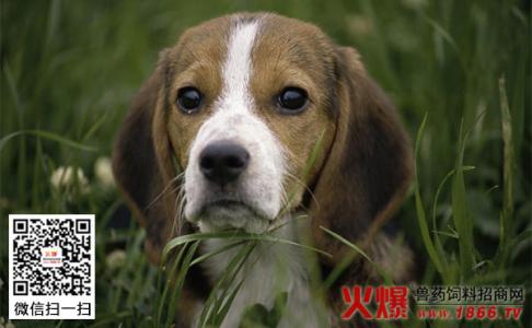 比格犬不听话打吗 比格犬听话吗