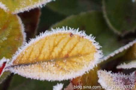 山药的做法大全 霜花山药的做法