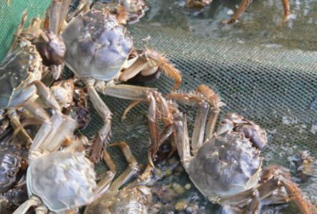 大闸蟹养殖 养殖大闸蟹如何控制成蟹池的水质