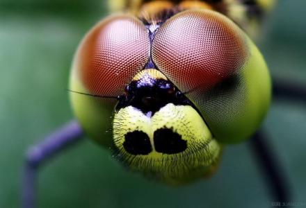 昆虫的眼睛 眼睛最多的昆虫是什么