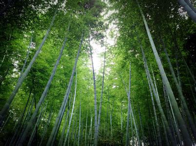 木坑竹海 安徽竹海木坑