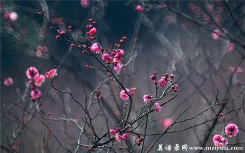 浮生一梦落花空 对联 浮生里的落花，不再如此优雅