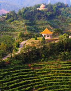 黄蜂窝茶山旅游区 梅州黄蜂窝茶山旅游区