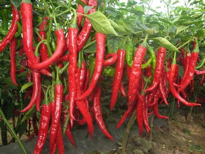 青椒怎么种植方法 辣椒要怎么种植