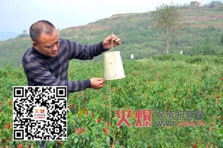 辣椒病虫害防治图谱 辣椒定植期虫害防治方法