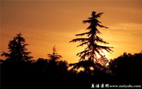 鸿雁 鸿雁下夕阳，青鸟过云雾