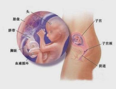 怀孕4个月胎儿图 怀孕4个月肚子有多大