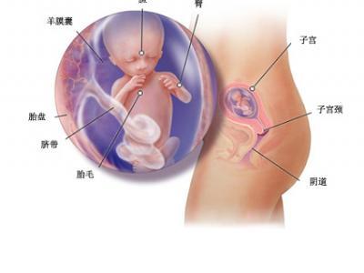 怀孕六个月胎儿多大 怀孕六个月胎儿多大？怀孕六个月胎儿图