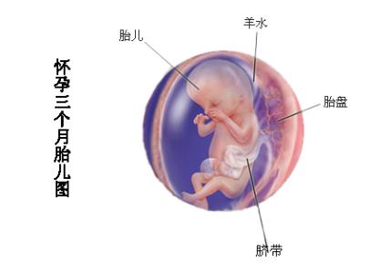 怀孕三个月胎儿图男孩 怀孕三个月胎儿图