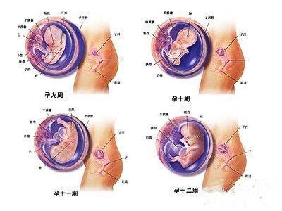 怀孕三个月胎儿图 怀孕三个月肚子有多大