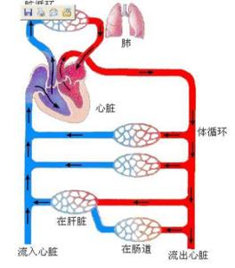 血液循环不好的原因 血液循环不好怎么办