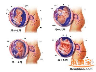 怀孕五个月的发育情况 怀孕五个月胎儿发育情况