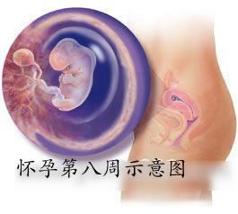 孕早期胚胎发育缓慢 孕期喝可乐可致胎儿发育缓慢