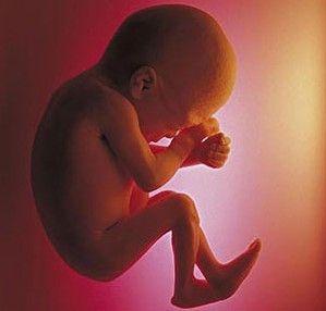胎儿发育过程图 随时随刻掌握胎儿发育