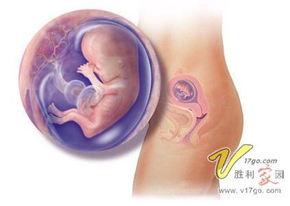 孕早期胎儿发育时间表 孕早期胎儿发育全过程