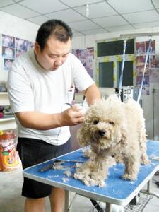 腹黑老公悠着点儿 爱犬夏日美容 您要悠着点儿