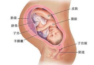 胎儿器官发育时间表 生活规律有利胎儿器官发育