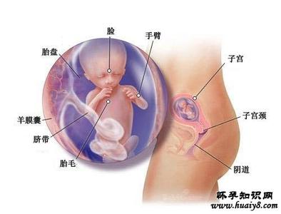 胎儿和妈妈有心灵感应 怀孕14周妈妈情绪影响胎儿心灵的发育