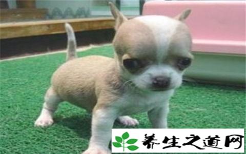 小型方向盘式拖拉机 关于训练小型犬的四个方向