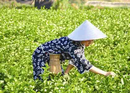 福州茶文化 福州茉莉花种植与茶文化系统