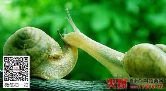 蜗牛的养殖方法 养殖蜗牛的三种方法