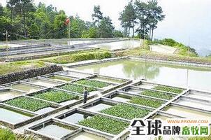 牛蛙养殖 牛蛙养殖水泥池的建造方法