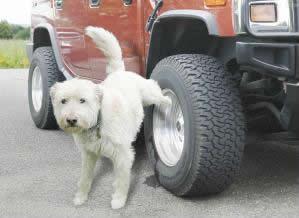 汽车轮胎防止狗撒尿 狗为何喜欢在轮胎上撒尿？