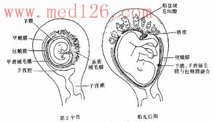 胎盘是怎么形成的图解 胎盘怎么形成的