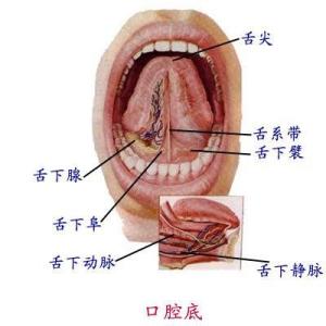 舌系带过短 宝宝舌系带过短怎么办_宝宝大舌头就一定要“剪舌筋”吗