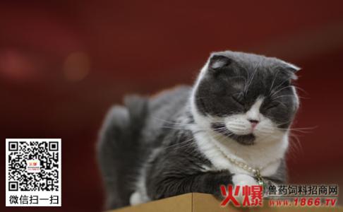 养折耳猫要注意什么 折耳猫怎么养