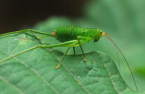 昆虫大全种类及名称 昆虫有哪些？昆虫种类大全(3)