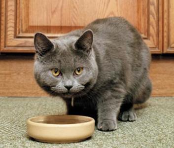 猫咪换猫粮拉稀怎么办 怎么给猫咪换猫粮