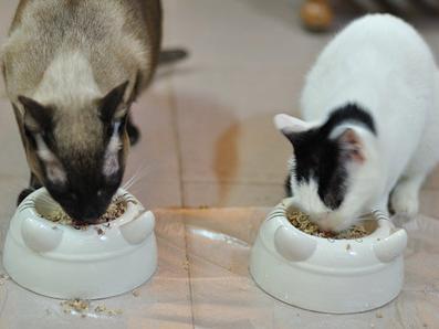 小猫多大可以吃猫粮 给小猫喂正确的猫粮方法